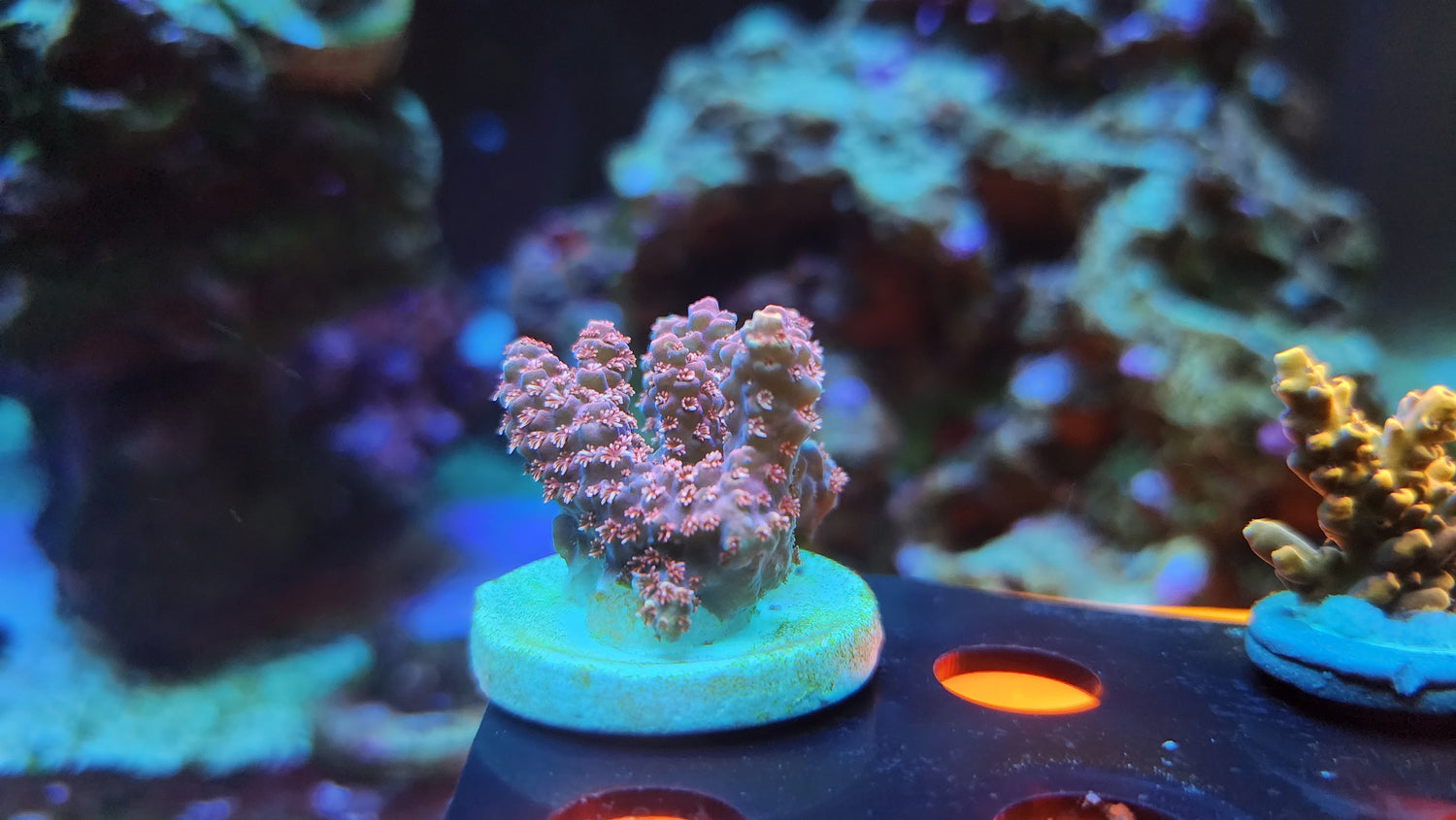 Coral