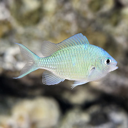 Blue Green Chromis