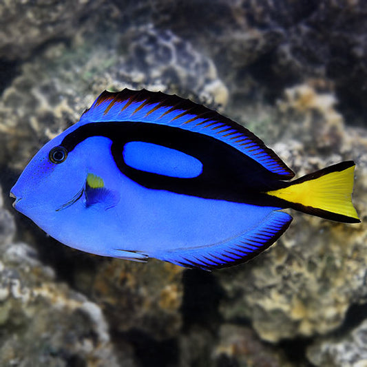 Blue Hippo Tang