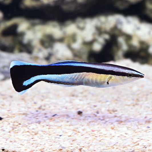 Blue Streak Cleaner Wrasse