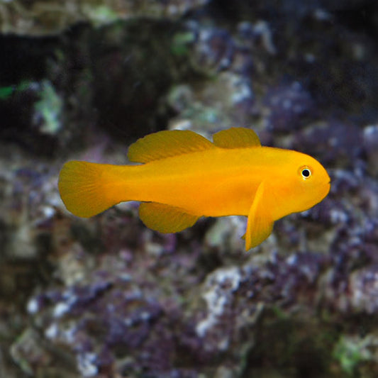 Clown Goby, Yellow