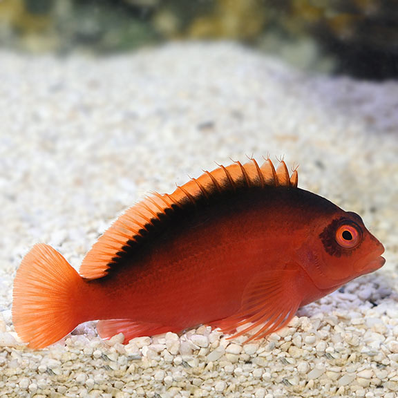 Flame Hawkfish