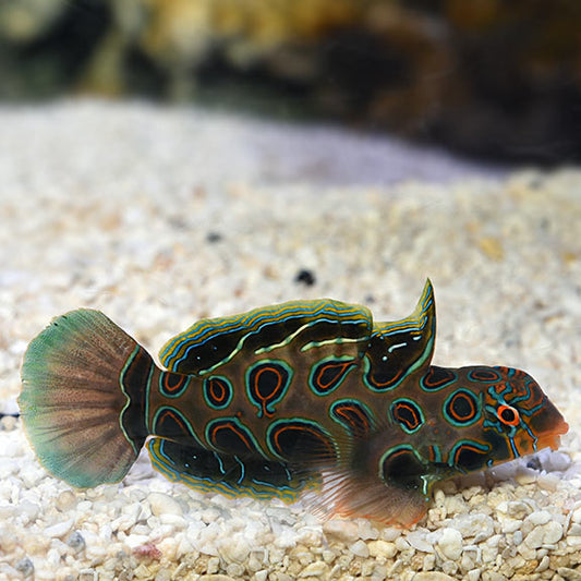 Green Spotted Mandarin Dragonette