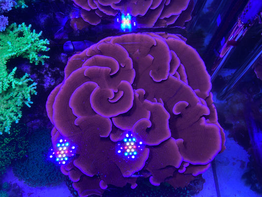 Red Montipora