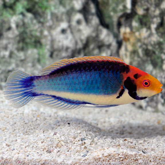 Red Head Solon Wrasse