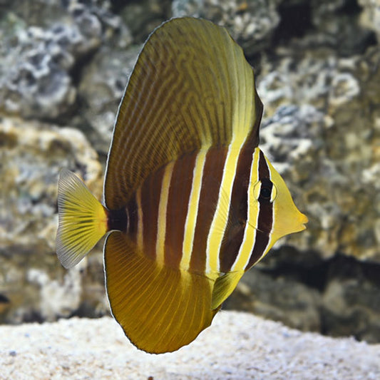 Salifin Tang