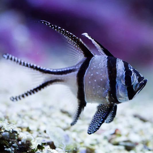 Banggai Cardinal