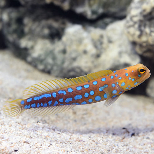 Bluedot Jawfish