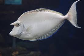 Bluespine Unicorn Tang