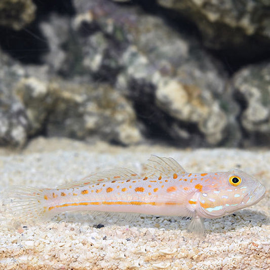 Diamond Goby