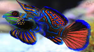 Green Mandarin Dragonette