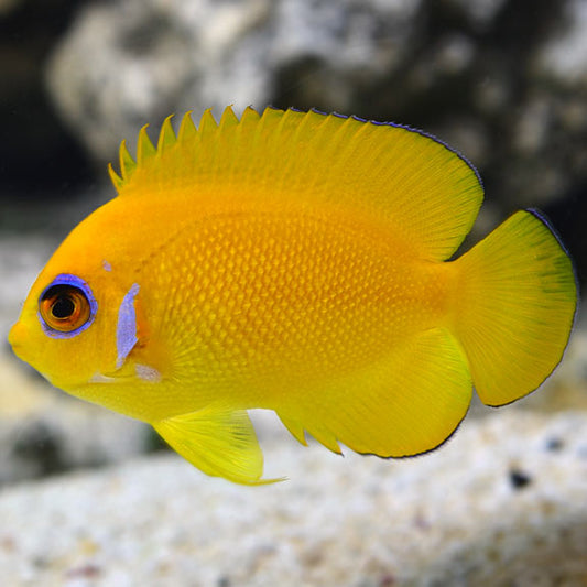 Lemonpeel Angelfish