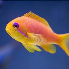 Lyretail Anthias (F)